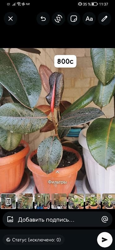 аглаонему: Комнатные и уличные растения в горшках. гулдор сатылат Баасы келишим — 7