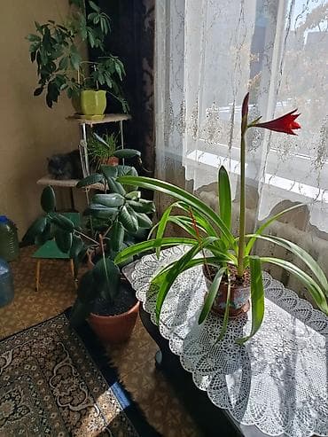 бөлмө гүлдөрү: Предлагаются различные комнатные растения для создания уюта и свежести — 1