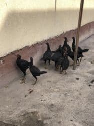 Собаки: Продаю | Петух | Дакан | Для боев — 2