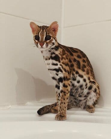 леопардовая кошка цена: Экзотикалык, 1 жаш, Эркек, Документтери менен, Эмделген, Курттардан тазаланган — 3