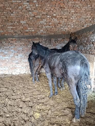 купить сомика в аквариум: Продаю | Жеребец | Рабочий — 1