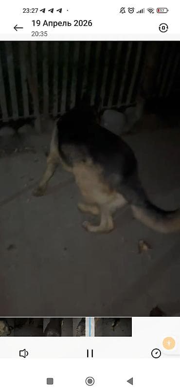 собака беловодск: Немецкая овчарка, 1 год, Самец — 1