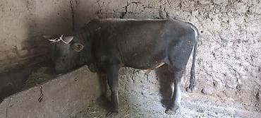 акита ина: Продаю | Бык (самец) | На откорм — 1