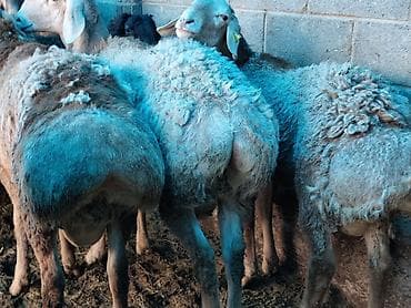 Үй жаныбарлары үчүн товарлар: Сатам | Кочкор (эркек) | Гиссар | Союуга — 1