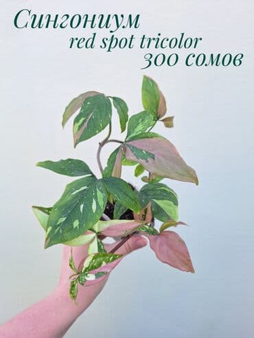 зеленое постельное белье: ● Комнатные растения (укоренённые черенки, молодые растения, взрослые — 23