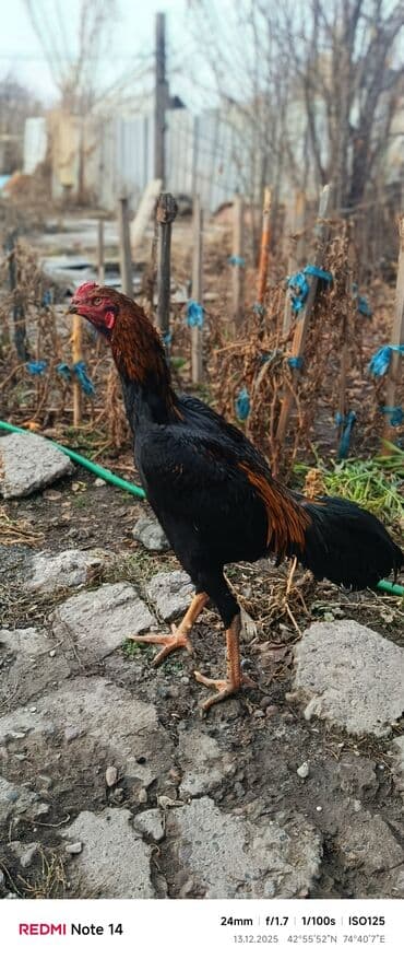 сколько стоит ротвейлер щенок: Продаю | Петух | Дакан | Для боев — 3