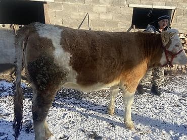 симментал уйлар: Продаю | Бык (самец) | Симментальская | На откорм — 1