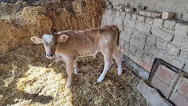 кой сойу: Продаю | Музоо, торпок | На откорм, Для разведения — 3