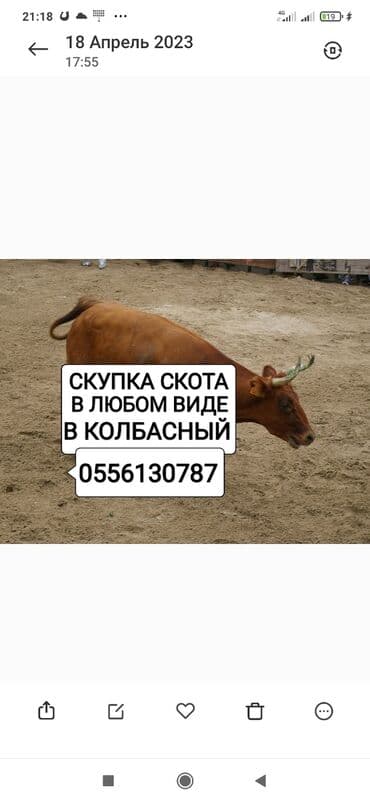 животные для дома: Сатып алам | Уйлар, букалар, Жылкылар, аттар | Күнү-түнү, Бардык шартта, Союлган — 1