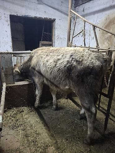 коровы симентал: Продаю | Бык (самец) | Алатауская, Швицкая, Полукровка | Для разведения, На откорм | Привязанные, Искусственник — 3