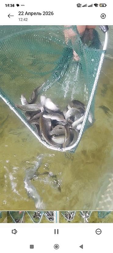 бу аквариум: Форель радужная, на дорост мальки 30гр. 150гр. 500гр — 4