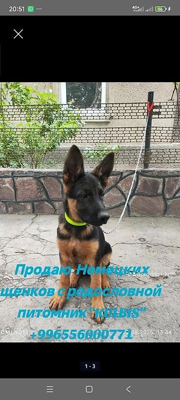 продажа собак бишкек: Питомник Немецких овчарок KULBIS (г. Балыкчы Кыргыз Кеннел Клуб ) — 5