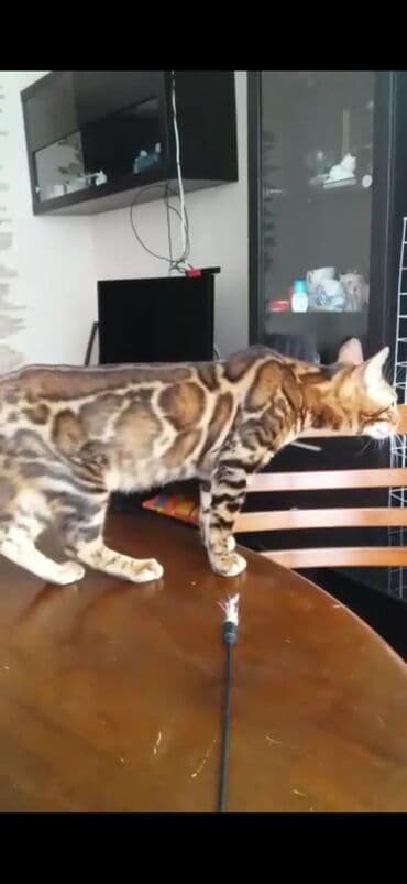 купить породистых котят: Красивейшие бенгальские котята .вырастают вот такими красавцами очень — 6