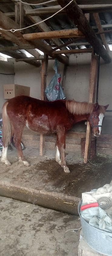 Иттер: Сатам | Бээ (ургаачы) | Жумушка | Мерин — 1