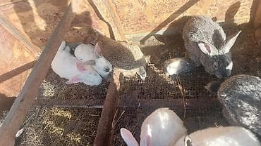 Продаю | Крольчата | Фландр, Серый великан | Для разведения | Племенные at lalafo.kg Продаю | Крольчата | Фландр, Серый великан | Для разведения | Племенные