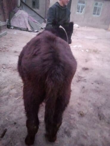 коровы молочной породы купить: Продаю | Тёлка | Абердин-ангус | На откорм | Привязанные — 5