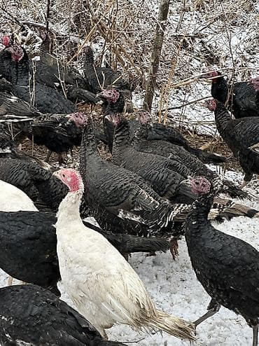 кыргыз довот ит: Черный принц — 4