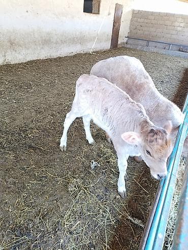 корова с теленкам: Продаю | Корова (самка) | Швицкая | Для разведения | После отела — 3