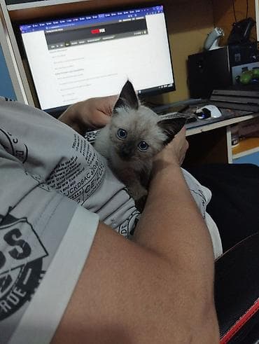 отдам котят в добрые руки: Отдаем котят в добрые руки — 1