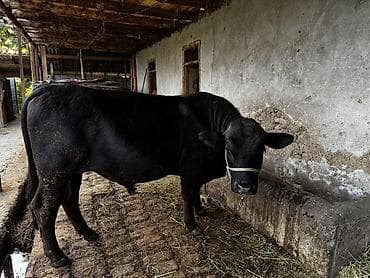Продаю | Бык (самец) | Ангус | На откорм | Привязанные