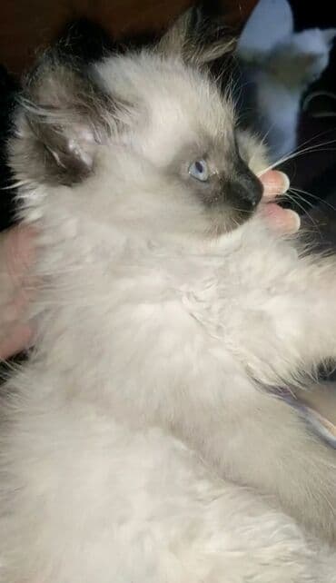 декоративные кролики: Скотиш Страйт (Шотландская прямоухая), 2 месяца, Девочка, Лиловый, Приучена к лотку — 3