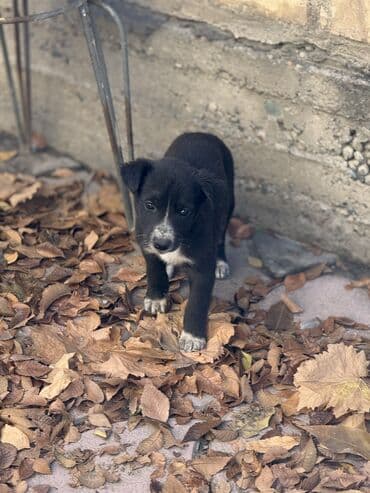 сколько стоит акита ину: Пристраиваем щенков в хорошие добрые руки. Мама крупная дворняжка — 15