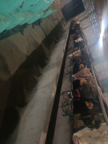 животные птицы: Продаю | Бык (самец) | На откорм | Привязанные — 5