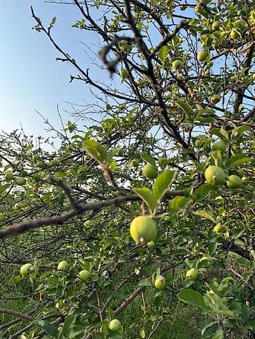 green hill: 300 соток, Договор купли-продажи — 7