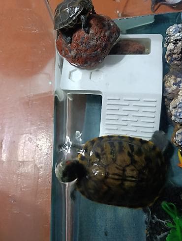 Отдам даром черепашки at lalafo.kg Отдам даром черепашки