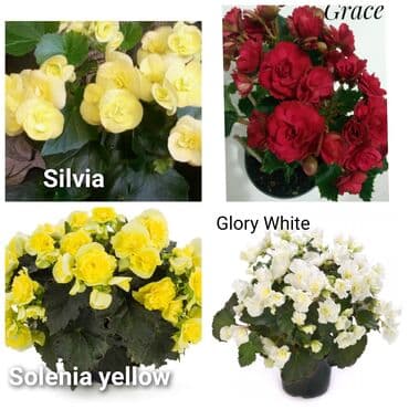 цветы на продажу: Детки бегоний элатиор по 150 с возможна отправка по регионам с — 7