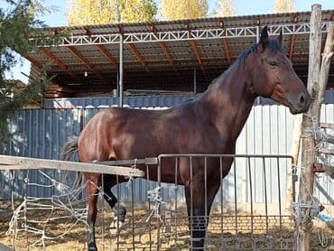 сколько стоит собака породы доберман: Сатам | Жылкы (эркек) | Жумушка — 4