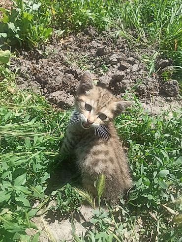 рыжий кот купить: Котёнок, мальчик ищет родителей — 5