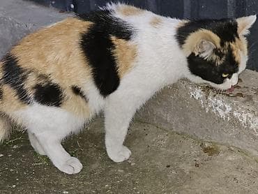 лапа: Кошка даром: Беспородная, Девочка — 4