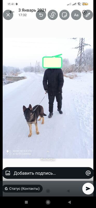 хмонг собака купить: Чыгыш Европа овчаркасы, 6 айлык, Ургаачы, Эмделген — 1