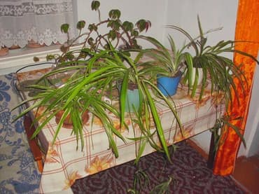 растения для аквариума: Продаю комнатные расстения,кактусы.фикус.денежное дерево,королевская — 6