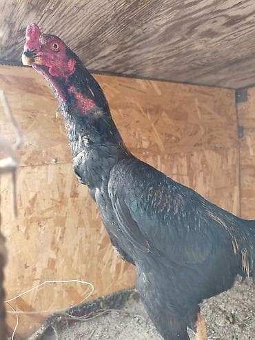 гуси утки: Продаю | Петух | Бойцовая | Для разведения — 2