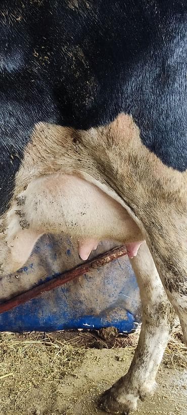 алабай щенка: Продаю | Корова (самка) | Для молока — 3