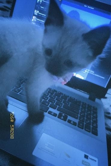 шиншила кошка: Сиамская, 2 месяца, Девочка, Приучена к лотку — 2