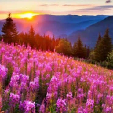 проектирование зданий и сооружений: Услуги Садовника. Садовники. Ландшафтный дизайн. Озеленение — 1