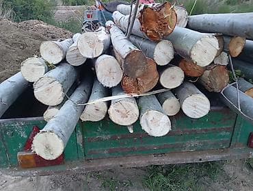 козу сатылат бишкек: Брёвна/колоды из свежеспиленного дерева (похоже на осину/тополь). - — 3