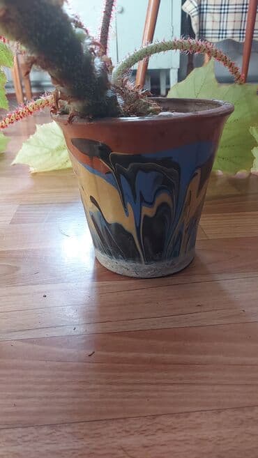 всё для сада: БЕГОНИЯ- ЦВЕТОК комнатный не капризный, полив 1 раз в неделю. Цена — 3