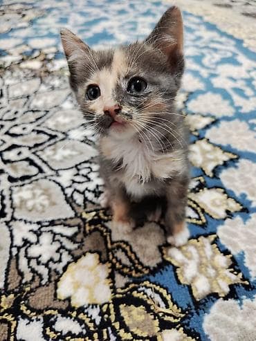 Животные: Котята, домашние. На фото — малыши с короткой шерстью: - Окрас — 6