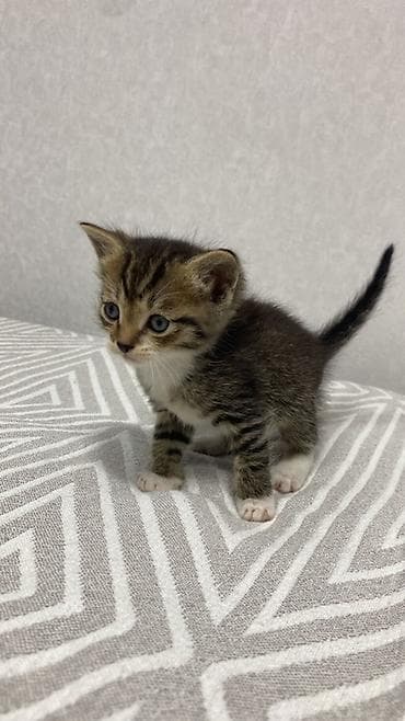 котенок даром: Котята в добрые руки - Дата рождения: 7 марта (указано на постере). - — 3