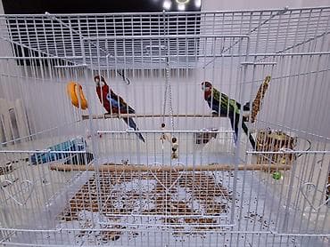 Зоотовары: Просторная клетка для средних попугаев - Материал: металлическая — 1