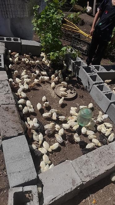 сокол птица цена: Продаю | Цыплята | Бройлерная | На забой — 4