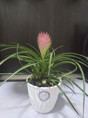 долларовый цветок: Антуриум (Anthurium andreanum) в декоративном горшке - Сорт с — 14