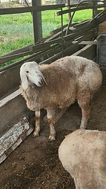 билгийский овчарка: Продаю | Овца (самка) | Для разведения | Ярка — 1