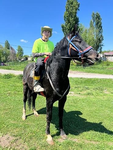 гуси линда: Продаю | Конь (самец) | Полукровка | Конный спорт | Осеменитель — 3