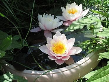 вещи из наруто: Водные Лилии Нимфеи — 2