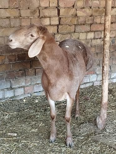 продажа курей: Продаю | Овца (самка) | Для разведения — 2